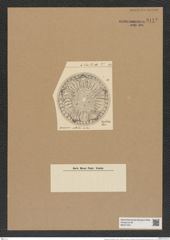 Aulacodiscus anthoides A. Schm. (de-Toni-Nr.: Genus 182, Species 4527) Zeichnungen Sammlung Grunow Nr. 8112 (NHMW-BOT-W0377457)
